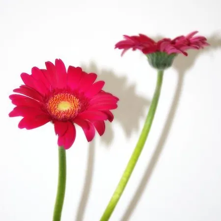 Solkrogens * Marstal